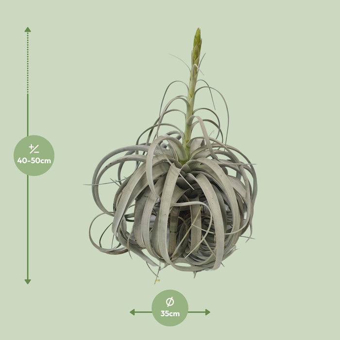 tillandsia-xerographica-o35cm-↕50cm