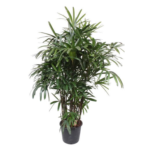 rhapis-excelsa-230-cm-o40