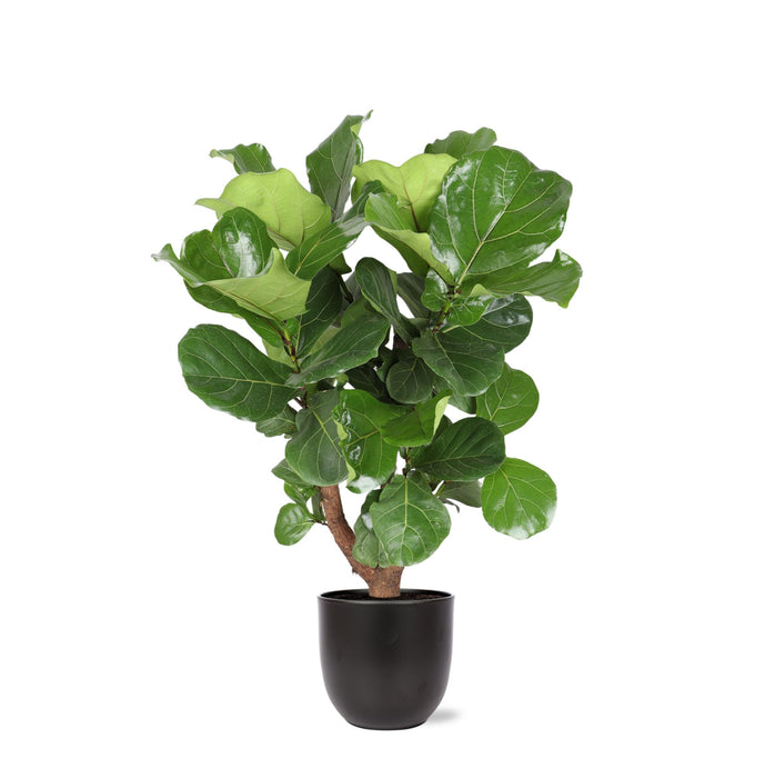 ficus-lyrata-vertakt-o24cm-↕110cm-in-boule-antraciet-pot