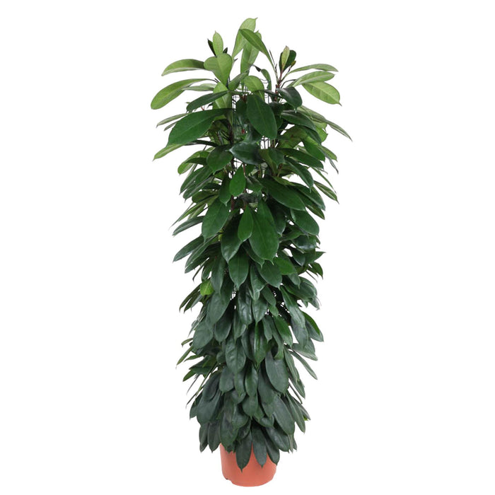 ficus-cyatistipula-zuil-150-cm-o29