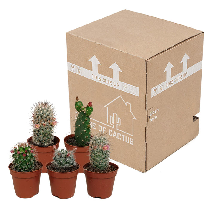 cactus-mix-5-5-cm-zonder-pot-bloeiend-5x