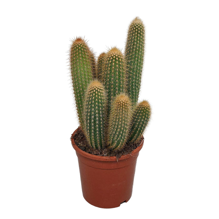 vatricania-guentheri-17-cm-zonder-pot