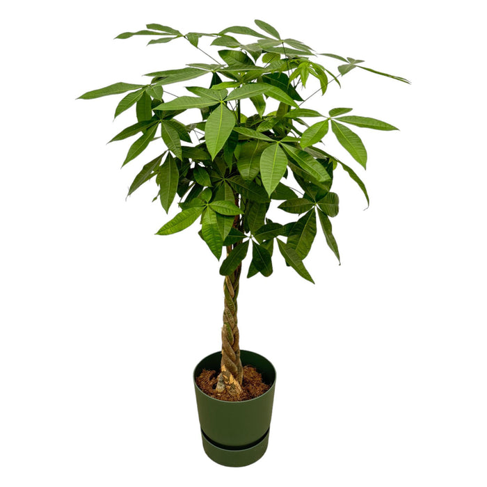 pachira-aquatica-inclusief-elho-greenville-round-groen-160cm-o30