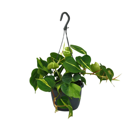 philodendron-scandens-brasil-o15cm-↕35cm