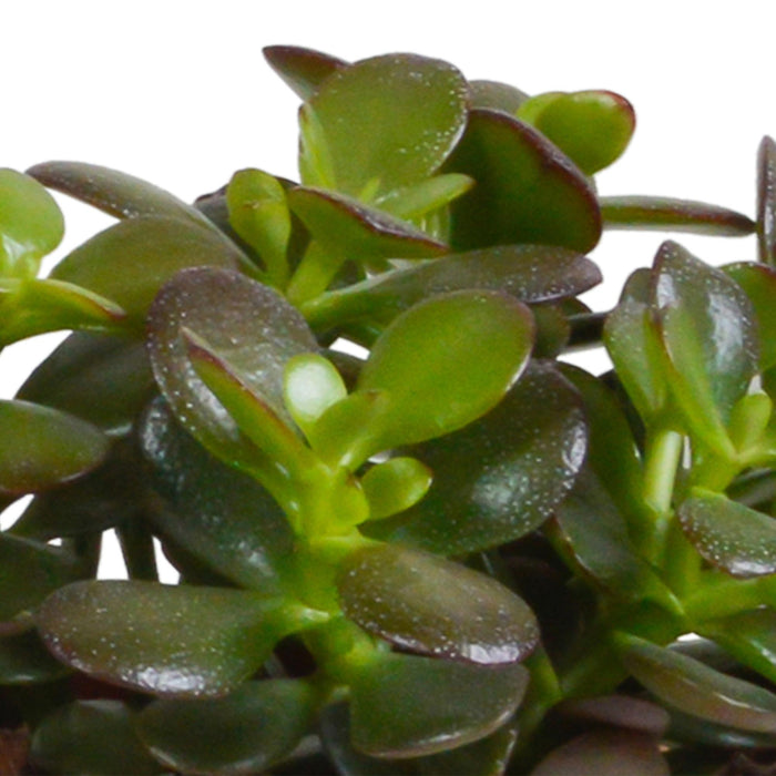 crassula-mix-10-5-cm-3x-in-witte-pot