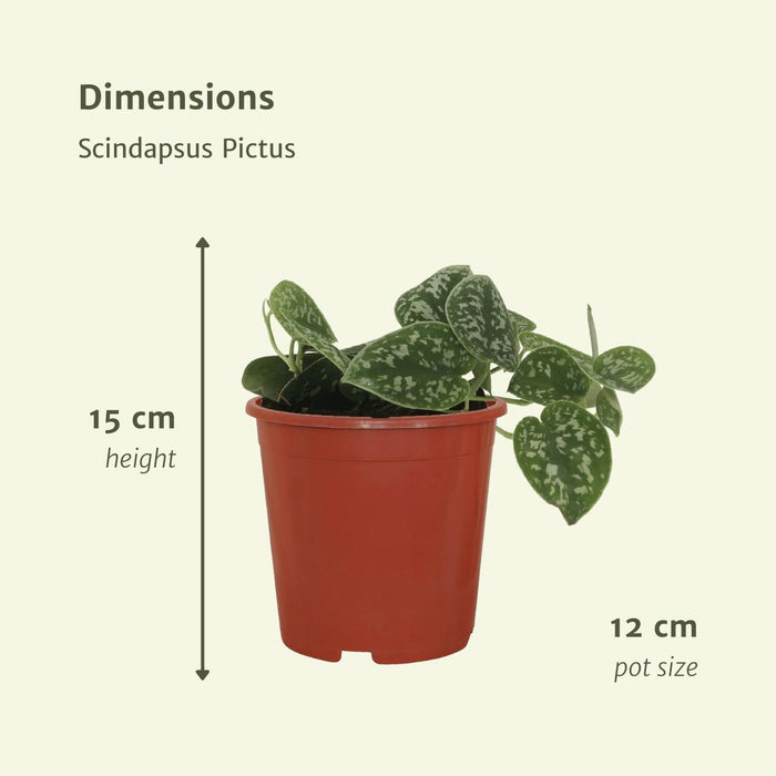 2x-scindapsus-pictus-epipremnum-15cm-o12