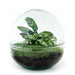 diy-terrarium-dome-↕-20-cm-rake-shovel-tweezer