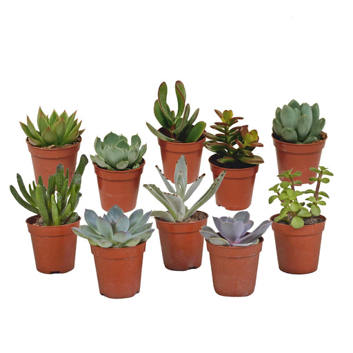 vetplanten-mix-5-5-cm-10x-zonder-pot