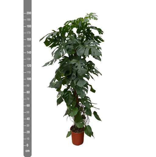 monstera-deliciosa-xxl-225cm-40