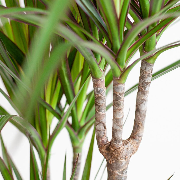 dracaena-marginata-met-lissabon-mand-zwart