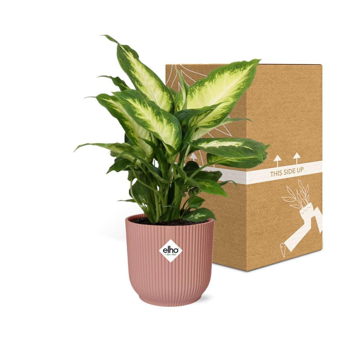 dieffenbachia-camilla-in-elho-vibes-fold-14cm-roze