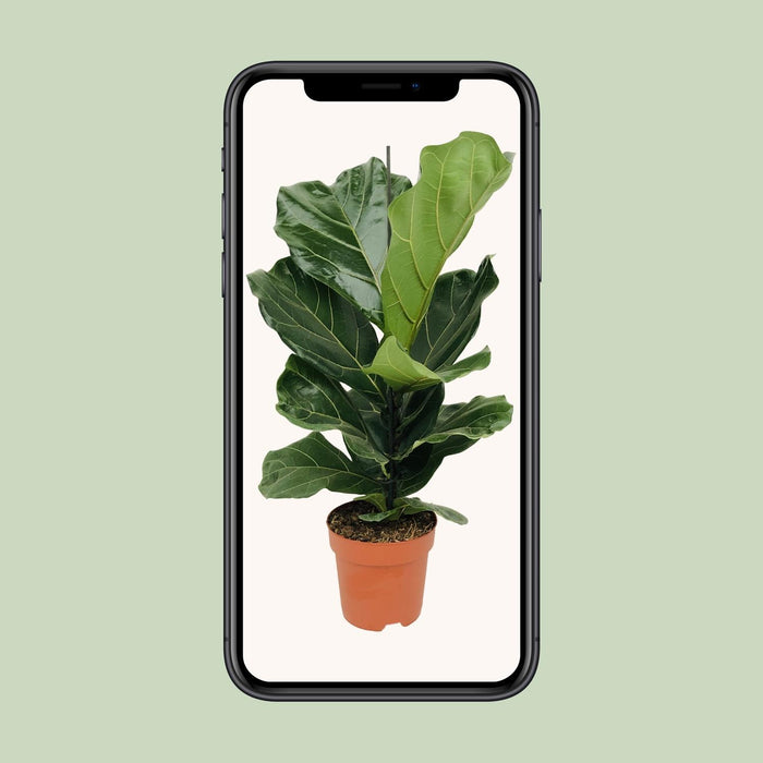 ficus-lyrata-o17-75cm