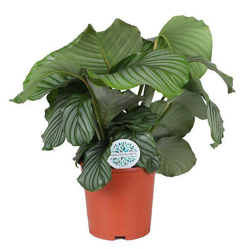 calathea-orbifolia-o21cm-↕70cm