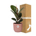 ficus-elastica-robusta-in-elho-vibes-fold-14cm-roze