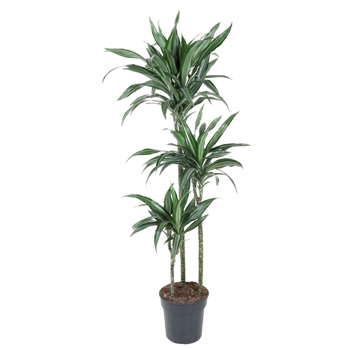 dracaena-ulises-150-cm-o24