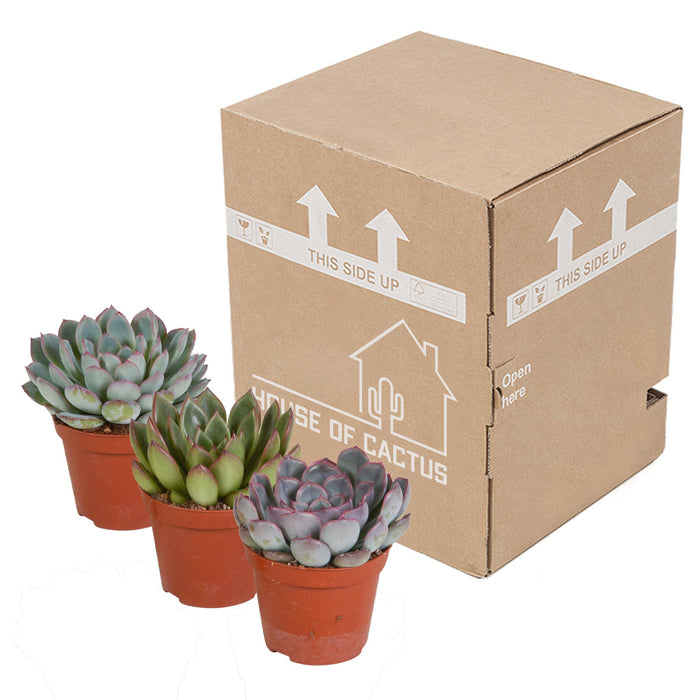 echeveria-mix-8-5-cm-3x-zonder-pot