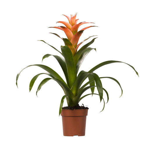 guzmania-melissa-o12-↕45