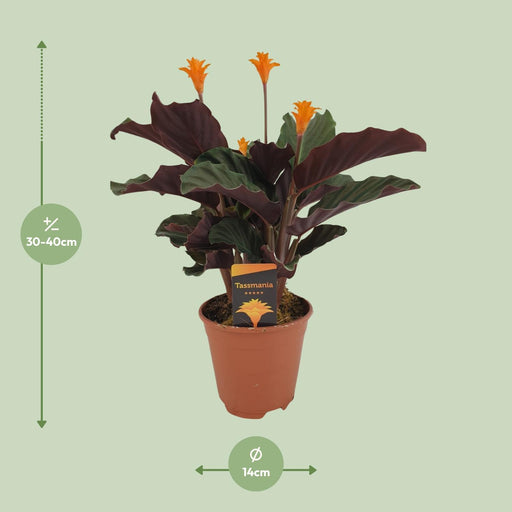 calathea-crocata-o14cm-↕40cm