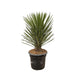 yucca-filifera-australis-100cm-o30