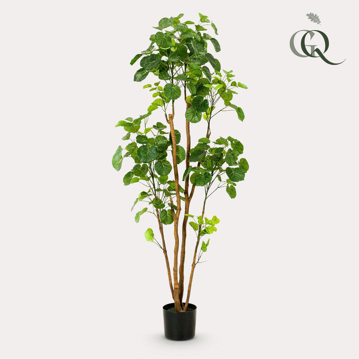 kunstplant-polyscias-aralia-160-cm