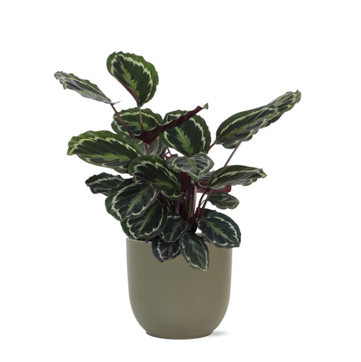 calathea-medaillon-o21cm-↕70cm-in-boule-olijf-pot