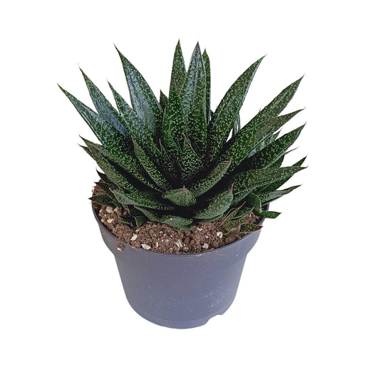 gasteria-d-due-17cm