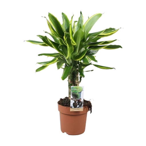 dracaena-golden-coast-o17-↕50