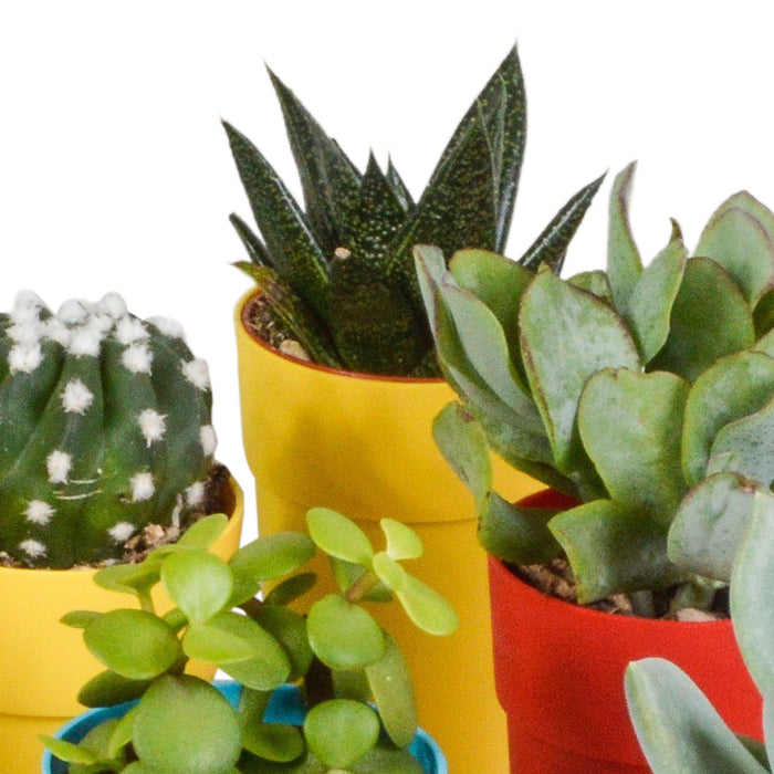 cactus-en-vetplanten-mix-5-5-cm-15-stuks-in-gekleurde-plasticpot