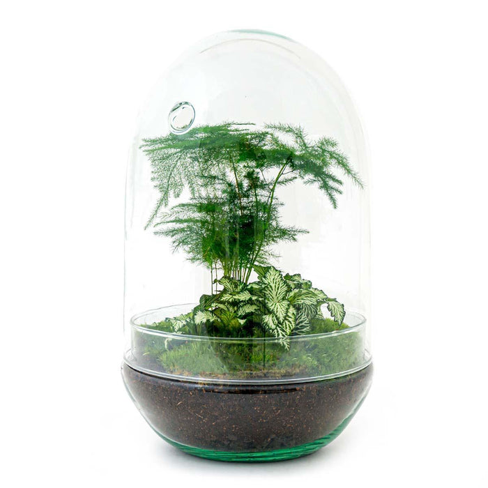 diy-terrarium-egg-xl-↕-30-cm