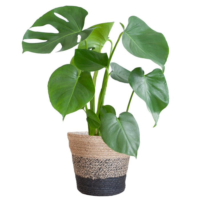 monstera-deliciosa-met-lissabon-mand-zwart