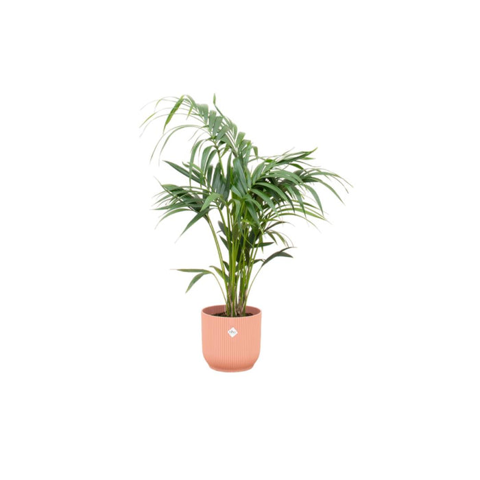 combi-deal-kentia-palm-inclusief-elho-vibes-fold-round-roze-o25-130-cm