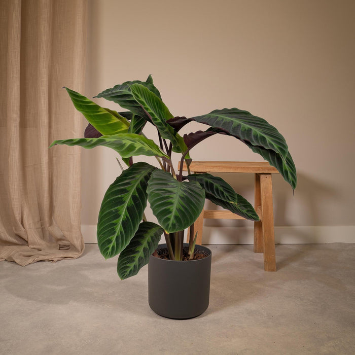 calathea-warscewiczii-pauwenplant-70cm-o19