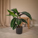 calathea-warscewiczii-pauwenplant-70cm-o19