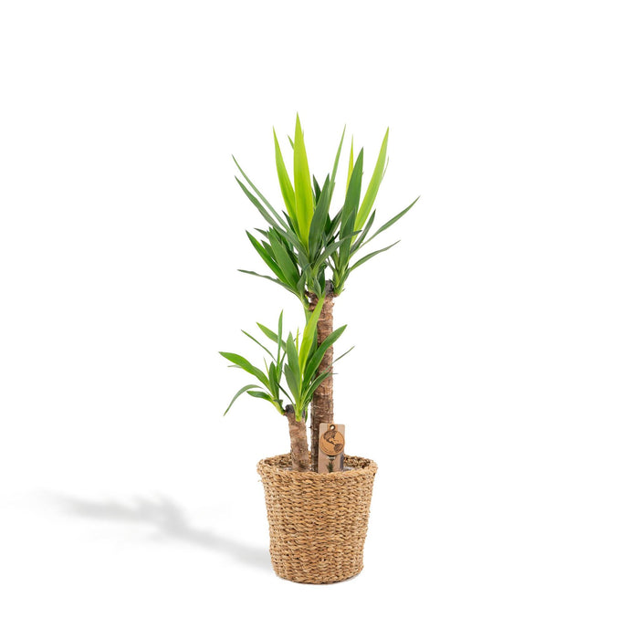 yucca-met-mand-100cm-o21cm