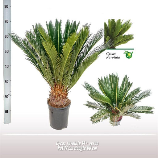 cycas-revoluta-o17-↕60