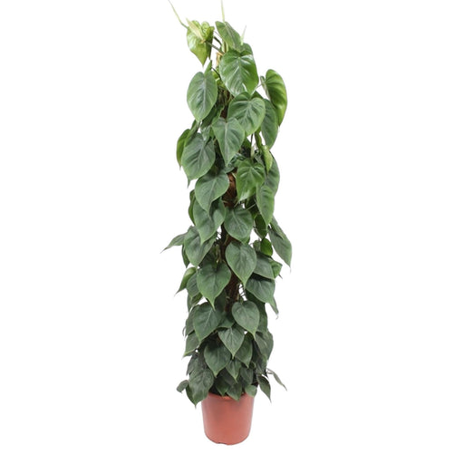 philodendron-scandens-mosstok-150-cm-o27