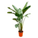 strelitzia-augusta-de-luxe-xxl-250cm-o38