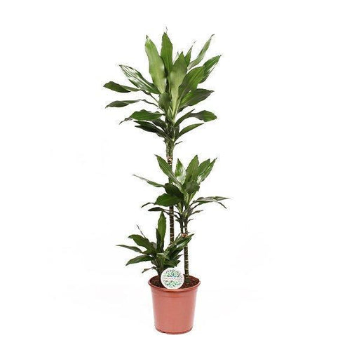 dracaena-janet-lindt-o24cm-↕120cm