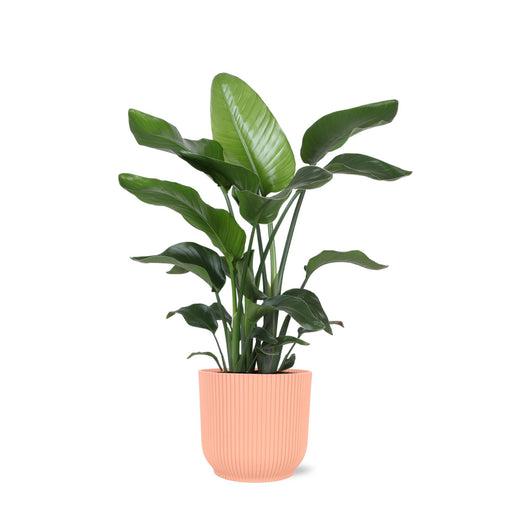 strelitzia-nicolai-o21cm-↕80cm-in-vibes-roze-pot