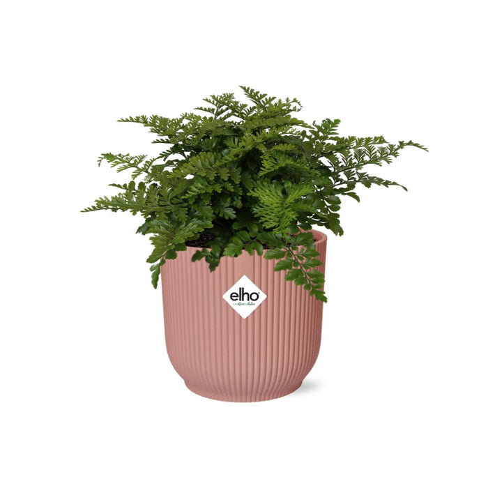 asplenium-parvati-in-elho-vibes-fold-14cm-roze