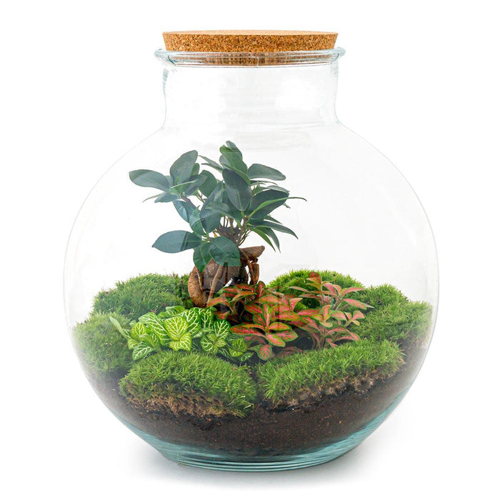 diy-terrarium-bolder-bob-bonsai-↕-30-cm-normal