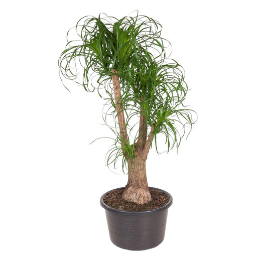 beaucarnea-vertakt-130-cm-o44