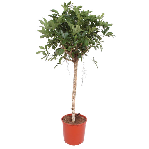 schefflera-arboricola-compacta-boom-150-cm-o34