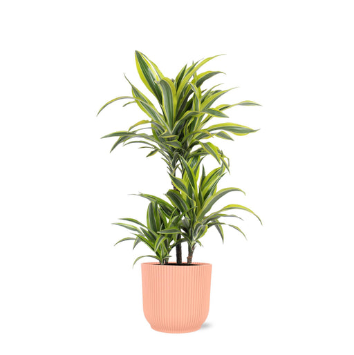 dracaena-lemon-lime-o21cm-↕65cm-in-vibes-roze-pot