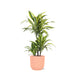 dracaena-lemon-lime-o21cm-↕65cm-in-vibes-roze-pot