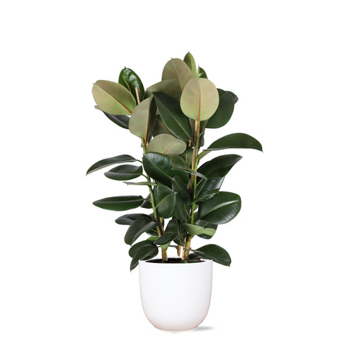 ficus-elastica-robusta-o27cm-↕115cm-in-boule-wit-pot