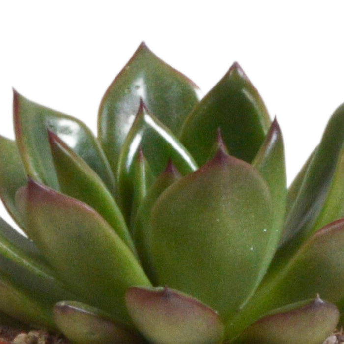 echeveria-mix-8-5-cm-3x-in-terracotta-pot