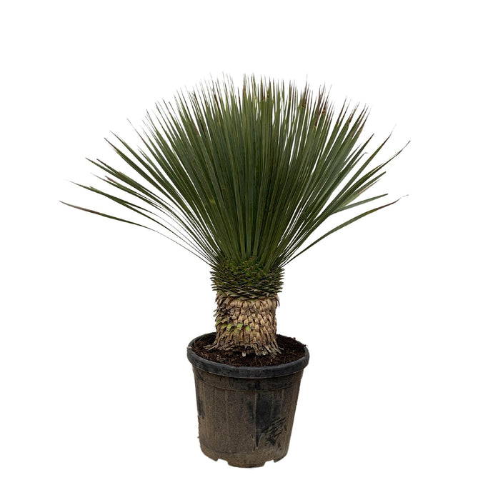 yucca-rostrata-120cm-o35