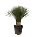 yucca-rostrata-120cm-o35