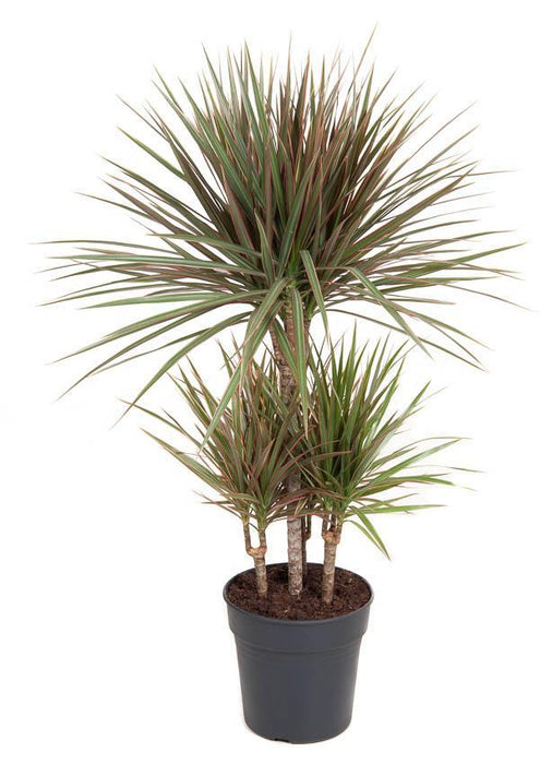 dracaena-bicolor-45-carrousel-o21cm-↕100cm